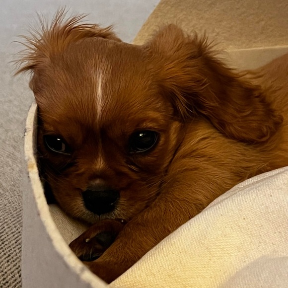 Meet your Posher, Ashley - Picture 1 of 1